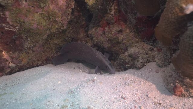 soapfish mischievously hiding on sandy bottom of coral reef then  peacefully swimming off when noticed in Caribbean Sea