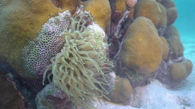 Sea anemone peacefully and gently swaying in current of Caribbean Sea on hard coral of coral reef