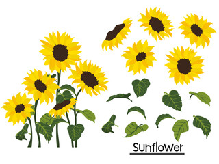 sunflower