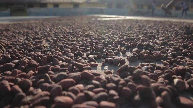 Slow close-up from right to left of an endless pile of cocoa beans drying in the sun