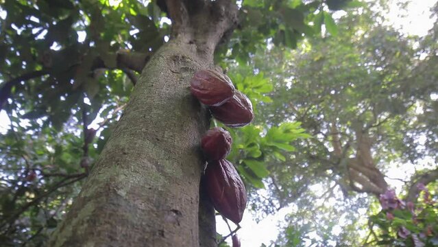 Group of red cocoa fruits hanging from a tree. Chocolate farm. Cocoa pods growing on the tree in a cocoa plantation in Chuao
