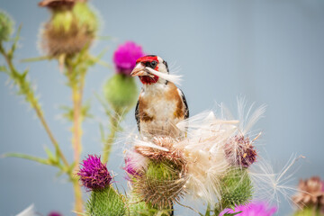 European goldfinch, feeding on the seeds of thistles. Carduelis carduelis.