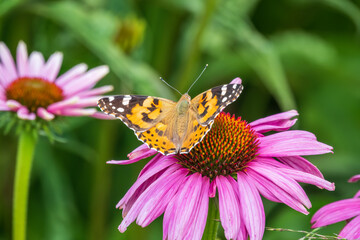 Beautiful butterfly painted lady or Vanessa cardui sitting on purple Echinacea flower in the summer. Close up. Macro.