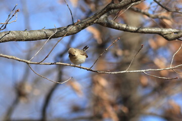 ニシオジロビタキ