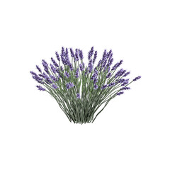 3d illustration of lavender bush isolated on white background