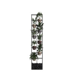 3d illustration of shelve plant isolated on white background