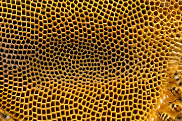AI generated image of an empty honeycomb surface with some bees