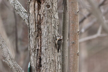 コゲラのいる風景