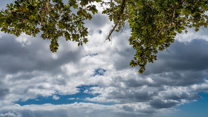 Branches of a tropical tree with green leaves on a background of blue sky and clouds in the upper part of the photo. Seychelles