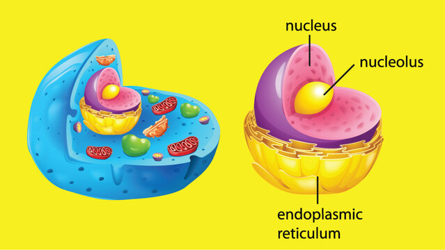 Animal cell anatomy structure