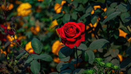 red roses in the garden