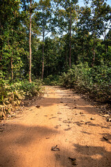 path in the forest