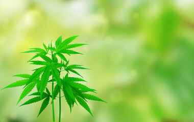 marijuana leaf photo frame Herbs on a green background