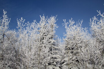 frost on the branches