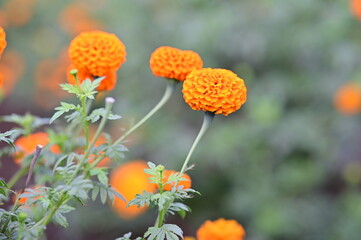 head of orange flowers of marigold flowers in the garden. Flowers wallpaper