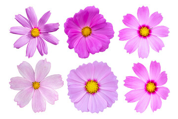 Beautiful Cosmos Flower isolated on white background