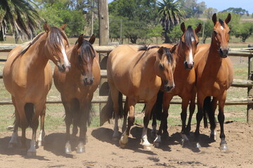 Gauchos Ranch, Montevideo, Uruguay