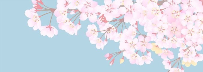 花曇りの空を見上げた、落ち着いた雰囲気の桜の背景イラスト