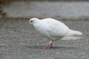 平和の象徴の白い鳩