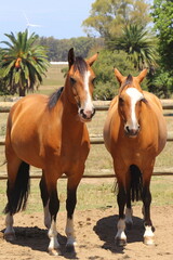 Obraz premium Gauchos Ranch, Montevideo, Uruguay
