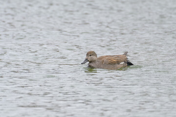 渡り鳥のオカヨシガモ