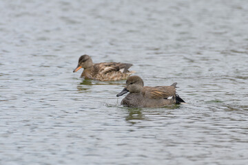 渡り鳥のオカヨシガモ