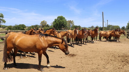 Gauchos Ranch, Montevideo, Uruguay