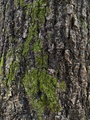 Tree bark texture and background, nature concept