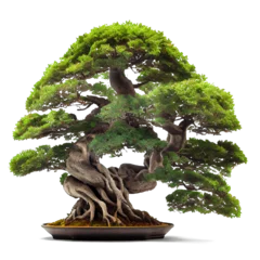 Rolgordijnen Expensive beautiful bonsai tree on a transparent background. AI generator © I LOVE PNG