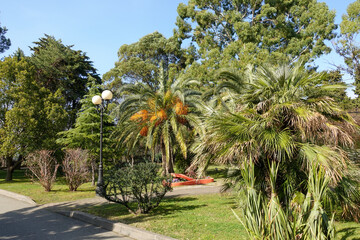 Fototapeta na wymiar Green trees in the resort park.