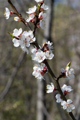 white flowers fruit trees closeup spring nature