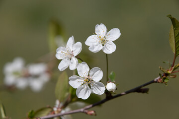 Obraz na płótnie Canvas white flowers fruit trees closeup spring nature