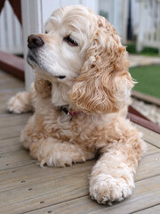 American cocker spaniel portrait
