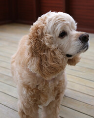 American cocker spaniel portrait