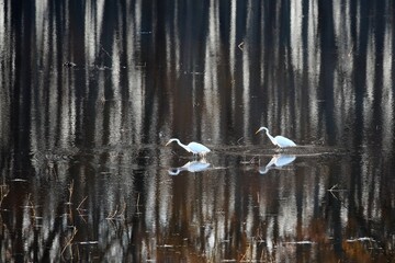 Two white egrets wading in the shallow water at Bombay Hook National Wildlife Refuge, Delaware, with the reflection of a forest in the background