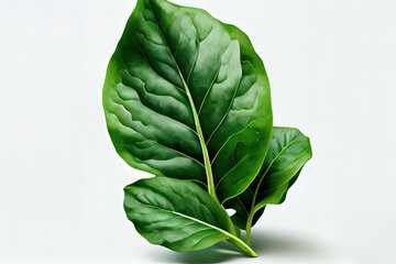 Nutritious One natural Spinach. Generative Ai