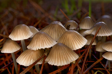 close-up macro shot of a group of brown mushrooms, Mycena vitilis , with dark background