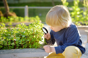 A small child is in the garden. A boy watches mint plants through a magnifying glass