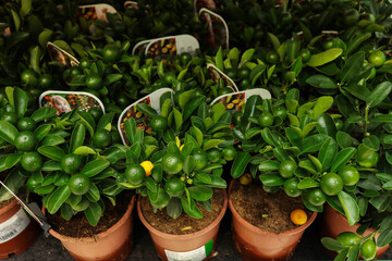 Small decorative dwarf lemon trees at a flower shop, market. 