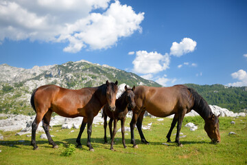 Fototapeta na wymiar Herd of grazing horses with foals on background of mountain landscape of valley. Growing livestock is a traditional direction of agriculture.