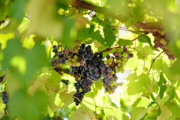 Vineyard on a sunny summer day. A bunch of purple grapes. Harvesting ripe grapes in autumn. Viticulture, winegrowing and winemaking. Local business