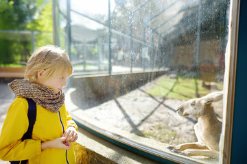 Cute litlle boy watching kangaroo at zoo. Kid having fun in farm with animals. Entertainment for...