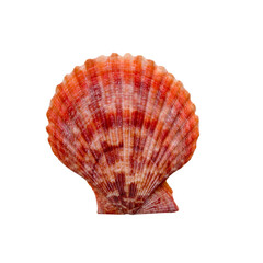 Obraz premium Scallop seashell isolated