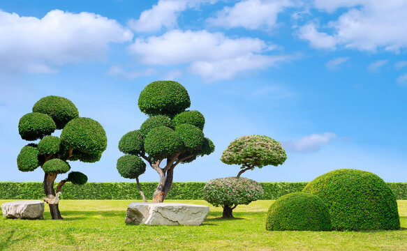 Big streblus asper bonsai with topiary trees and rock seats on green lawn in Japanese garden style against clouds on blue sky background 