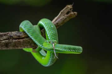 A male Hagen's pit viper Trimeresurus (parias) hageni on attacking position with bokeh background