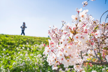 春の多摩川土手　お花見　ジョギング【イメージ素材】　
Tama River jogging path in spring - Tokyo, Japan
