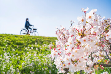春の多摩川土手　お花見　サイクリング【イメージ素材】　
Tama River cycling path in spring - Tokyo, Japan