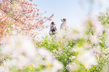 春の多摩川河川敷　お花見　散歩【イメージ素材】　
Scenery along the Tama River in spring - Tokyo, Japan