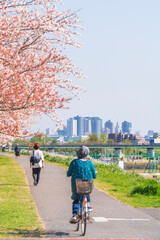 春の多摩川河川敷　満開の桜並木　川崎駅前のビル群【東京都・大田区－神奈川県・川崎市】