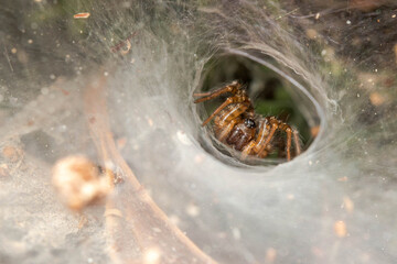 Funnel weaver spider, Textrix sp., waiting for preys on a sunny day